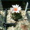 turbinicarpus panarottoi 