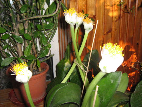 Virágaim a téli telelőben 059