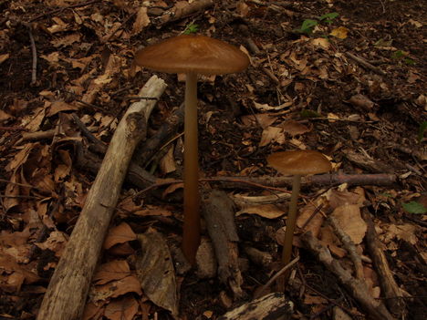 ZCS_049