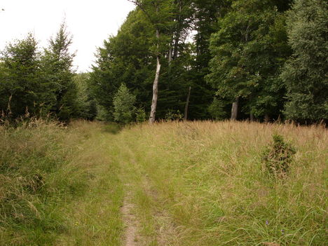 ZCS_173