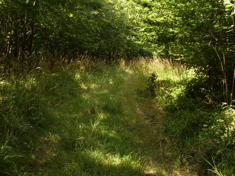 ZCS_184