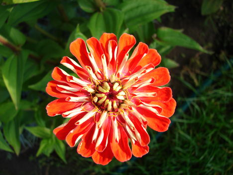 zinnia