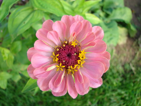 Zinnia 2