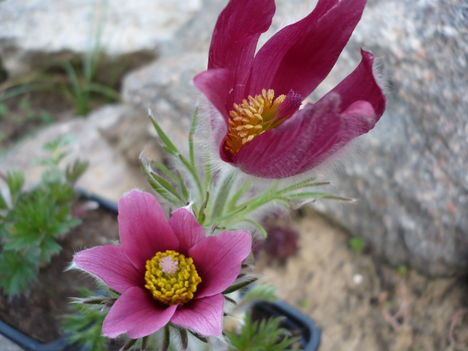 P1010320