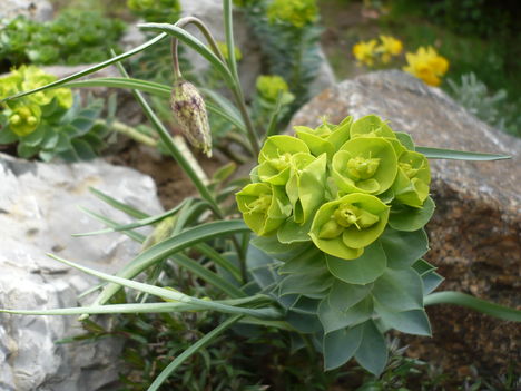P1010334