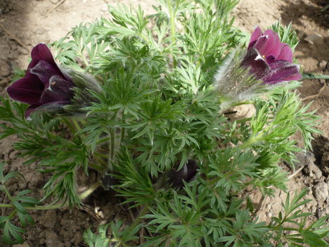 P1010336