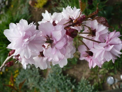 P1010350