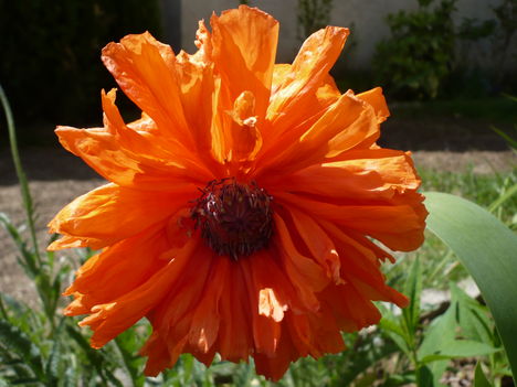 P1010355