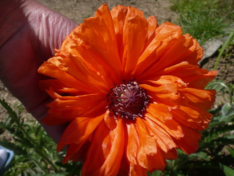P1010356