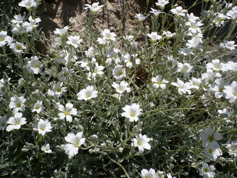 P1010363