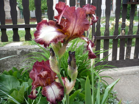 P1010373