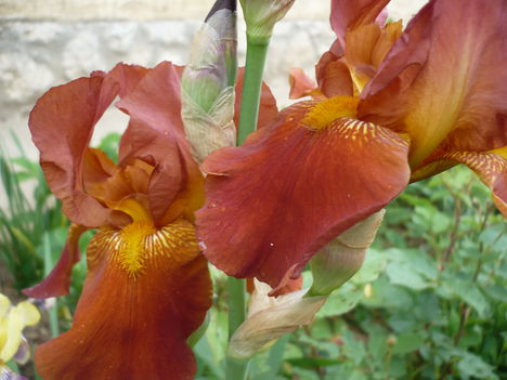 P1010377