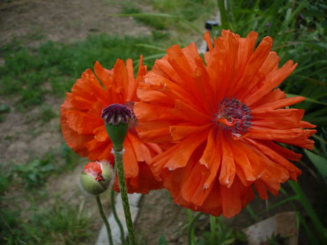 P1010380