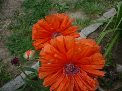 P1010381