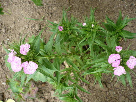 P1010383