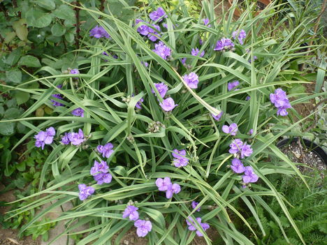 P1010394