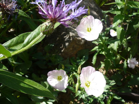 P1010399