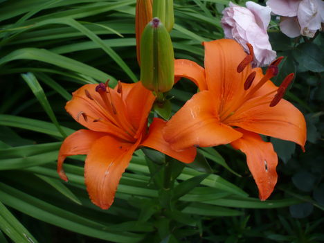 P1010435