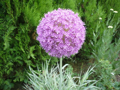 P1010436