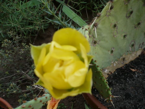 P1010439