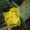 P1010439