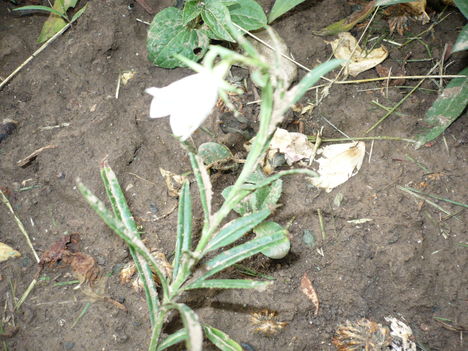P1010445