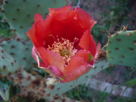 P1010458