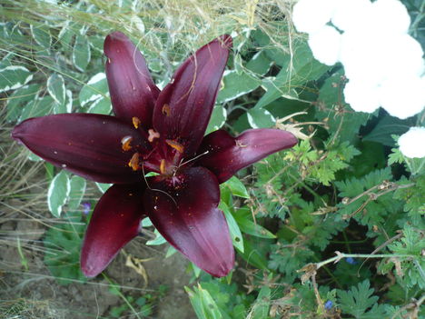 P1010463