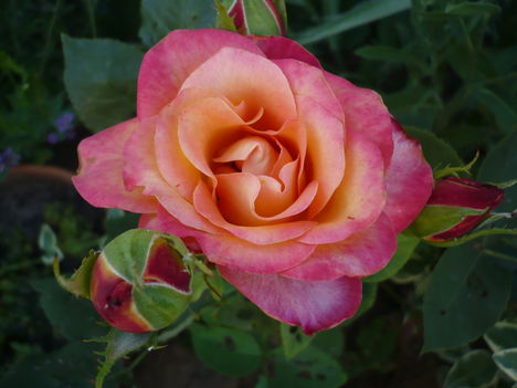 P1010464