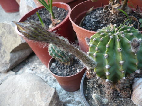 P1010465