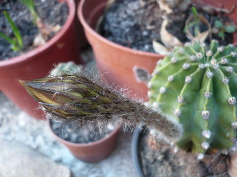 P1010466
