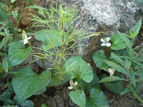 P1010468