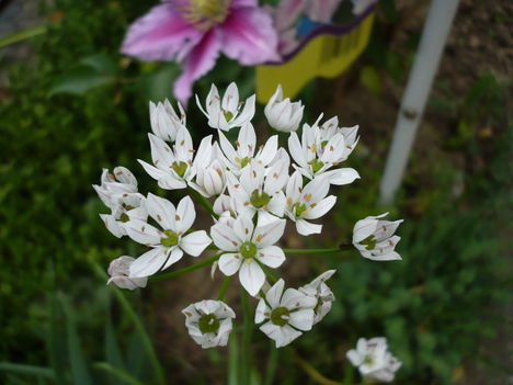 Szirti hagyma