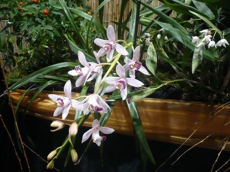 P1010266