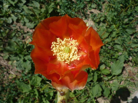 P1010475
