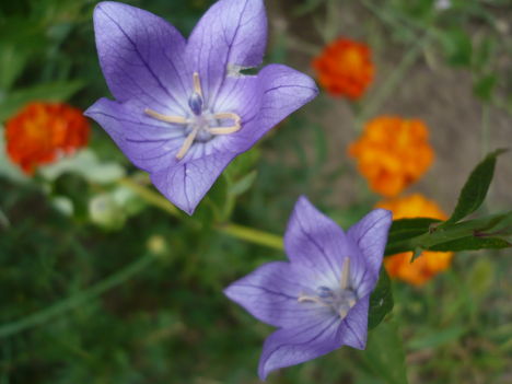 P1010497