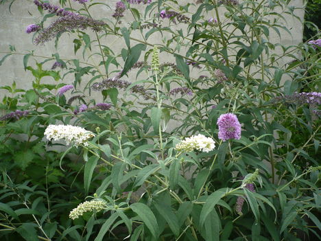 P1010504