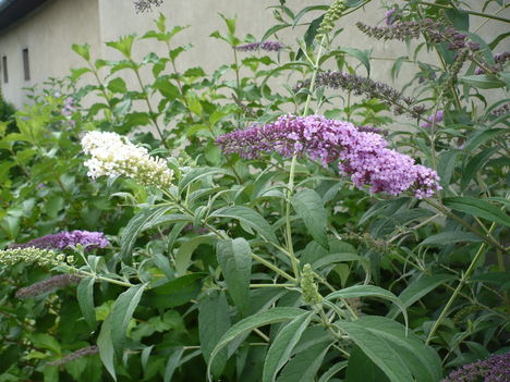 P1010507