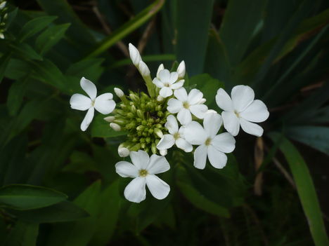 P1010534