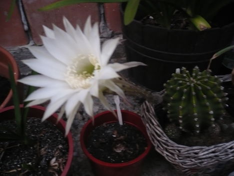 P1010536