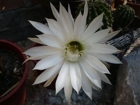 P1010549