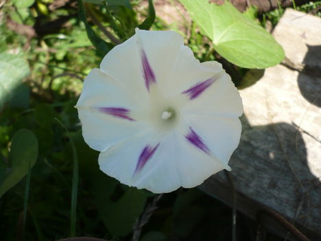 P1010553