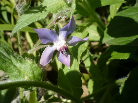 P1010557
