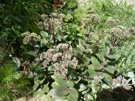 P1010558