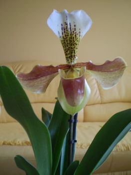 viragaim 10
