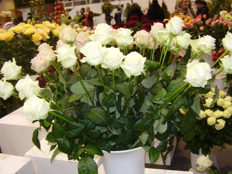 P5010031