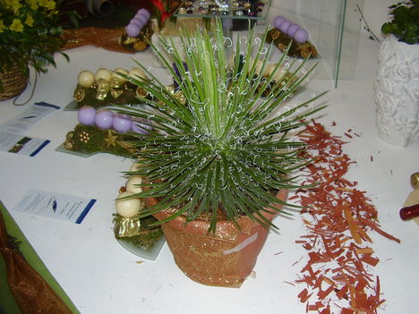 P5010036