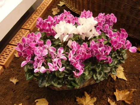 P5010050