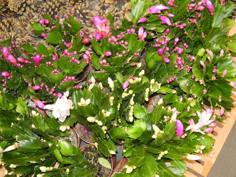 P5010068