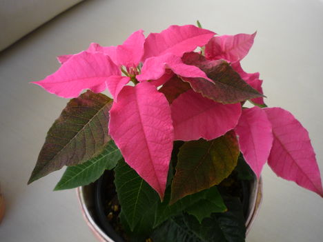 2011. DECEMBER 13